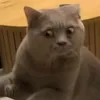 chiuplay