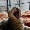 pepper_the_sah_cat
