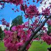 ameena.aljubouri