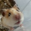 billiethehamster8