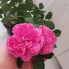 albertakeyser