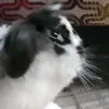 bertiezanker