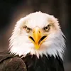 a__1__m5