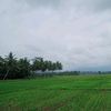 presiden.sapi