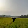 sarialfianti_