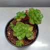 phunghuynh6988