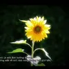 vit_3171
