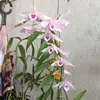 le_the_vinh