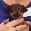 doge3370