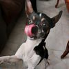 dobby.el.chihuahua