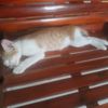 kimba28733