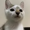 bellabojtar