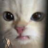 dwond6