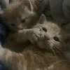 kossiy_123