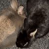 alfieandmum