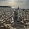 dagogo0