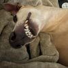 georgiitaliangrayhound