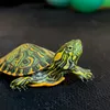 Donatello_tartaruga
