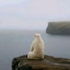 farouk_bn45