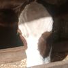ilovemoocows123