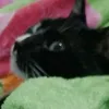 gato.guinho
