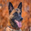 Dogslover831