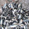 vạn tín chuyên cung cấp giống