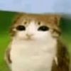 me_owl_meowl