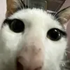 ddangnuooimeof