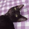 kleiny_jn