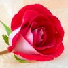 rose_123456