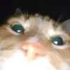 usermub42oyozu