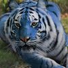 yanina_740203