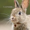うさぎ写真家uta