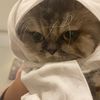 noor_catt