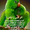 muhammedsabernaza