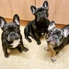 nlmfrenchie