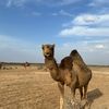 بن𐓷دغمان