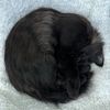 sonic_blackcat