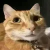 shaimbrah