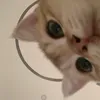 _ptla.anh_