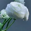 falwar08