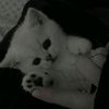 roblox.mira.uktop