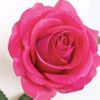 ameer_amdr