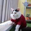 rusliahmad228