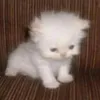 muagiodongz.05