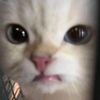 atttaaaaaw