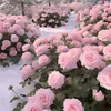 user0zr526iomp