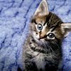 cat1239979