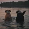 nala.and.stela.mutts